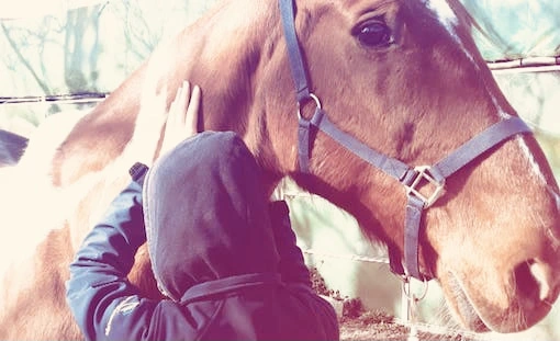 Osteopathic session on horse